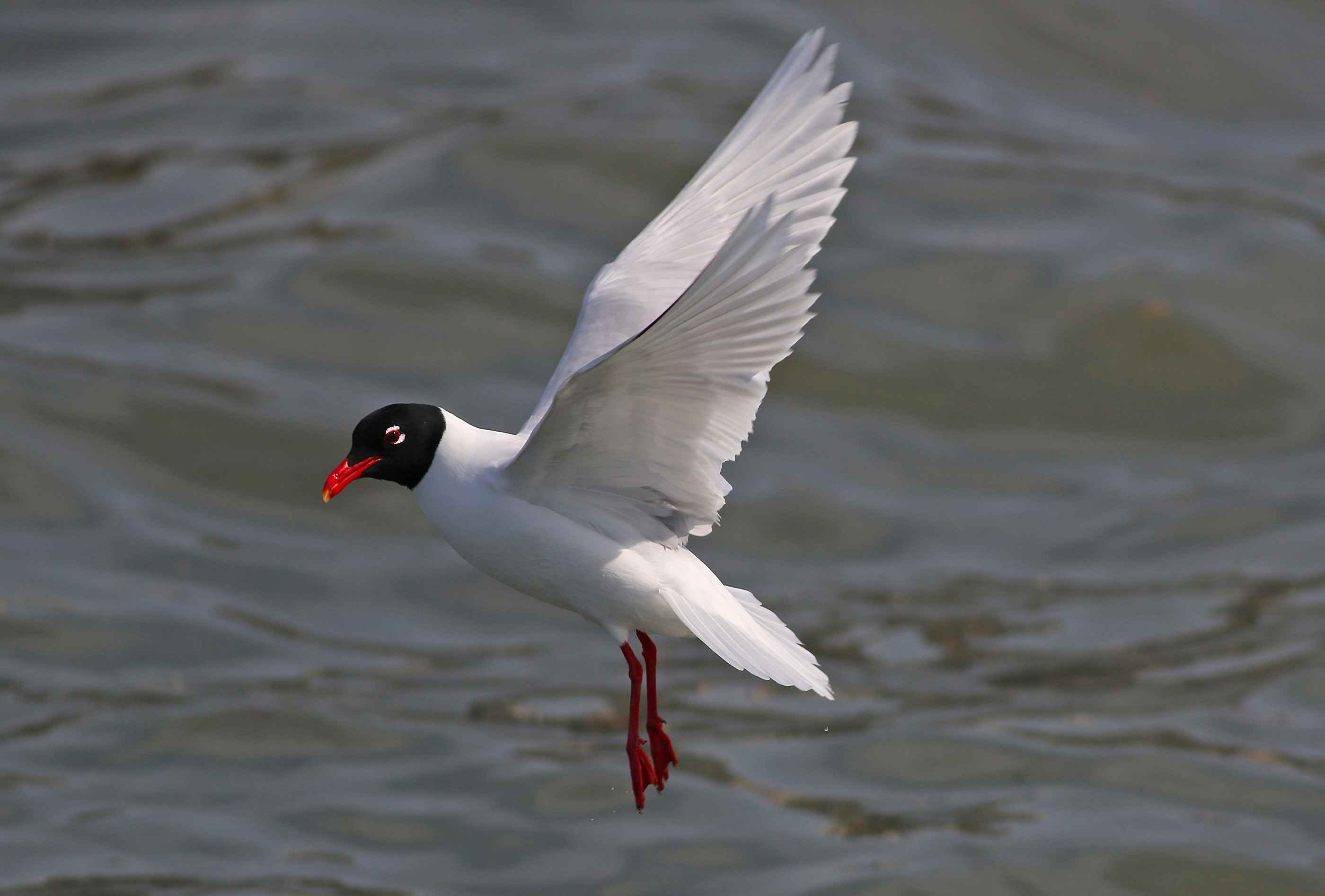 Mediterranean Gull